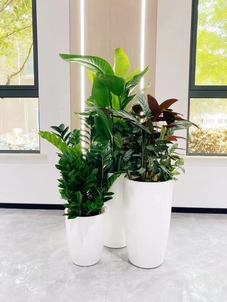 宁波海曙花木租摆价格实惠